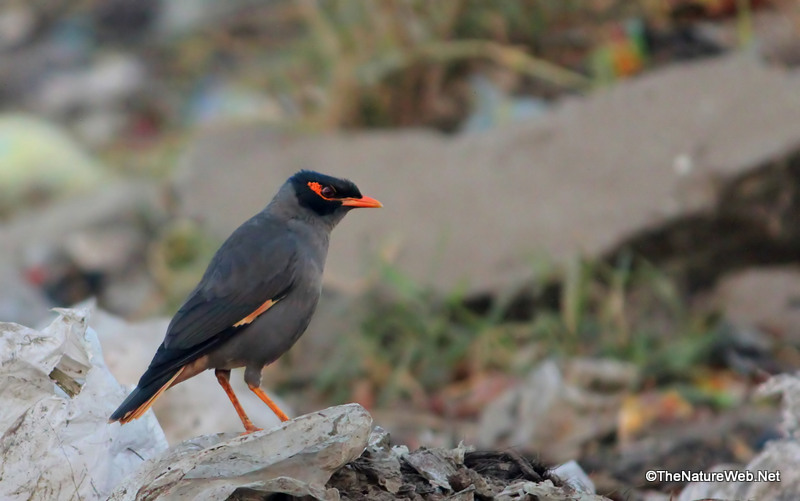 Perching Birds